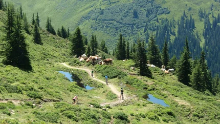 Bathing - Lauchsee © Biohotel Rupertus Mountain bikers cycling on trail near grazing cows in alpine scenery