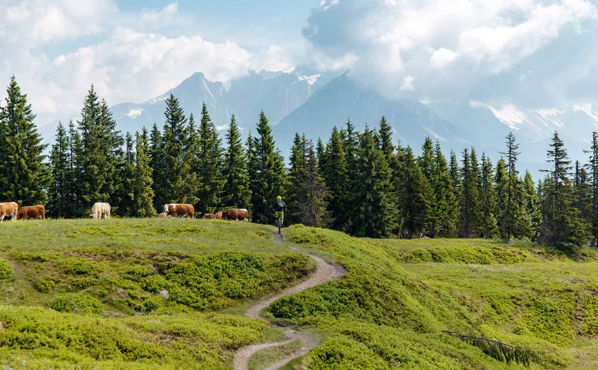Mountain bike holidays in Flachau © David Karg Cyclist on mountain trail with cows and pine trees against mountain backdrop