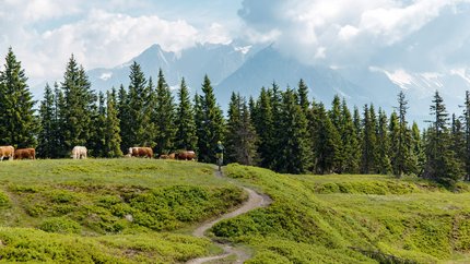 Stoneman Taurista © David Karg Cyclist on mountain trail with cows and pine trees against mountain backdrop