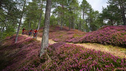 Koroška (Slovenian Carinthia) © Tomo Jesenicnik Three mountain bikers riding on a forest trail with blooming heather