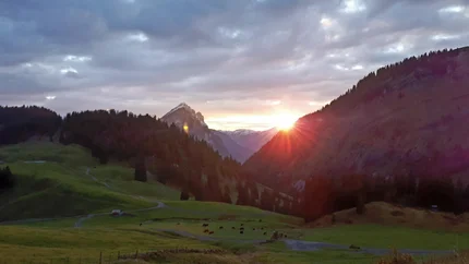Au - Schoppernau - Schönebach - Schreibersattel © Au Schoppernau Tourismus - Monika Albrecht Sunrise over forested mountains and green meadows with grazing cows