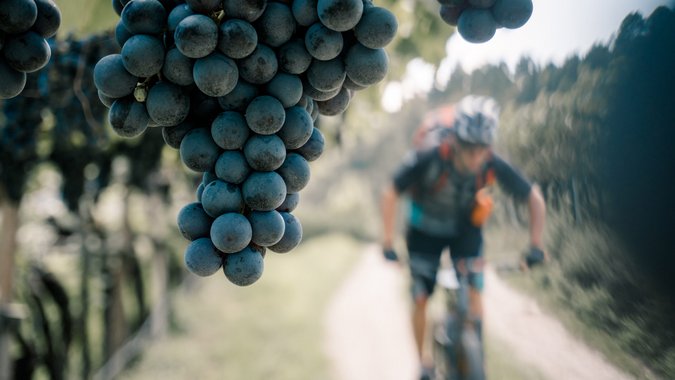 Biken an der Südtiroler Weinstraße © Traminerhof / Fabian Pomella Nahaufnahme von Trauben an einem Weinstock mit verschwommenem Radfahrer im Hintergrund