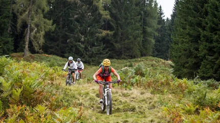 Frauenalm - Baierwald - Mayrdörfl MTB Tour © Erwin Haiden Three cyclists riding on a forest trail through green nature.