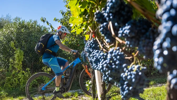 Mountain Bike Holidays © Antie Braito Mann auf Mountainbike fährt an Weinreben mit Trauben vorbei