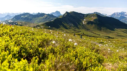 Diedamskopftrail © David Karg Bikers riding a narrow trail through green alpine meadows on a sunny day
