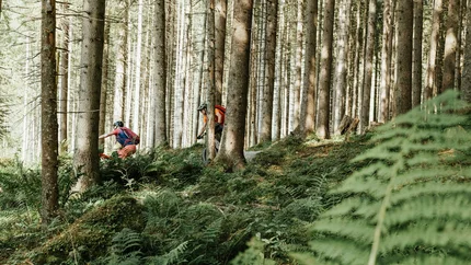 Isskogeltrail © Felix Saller Two cyclists riding through a sunny forest with trees and ferns