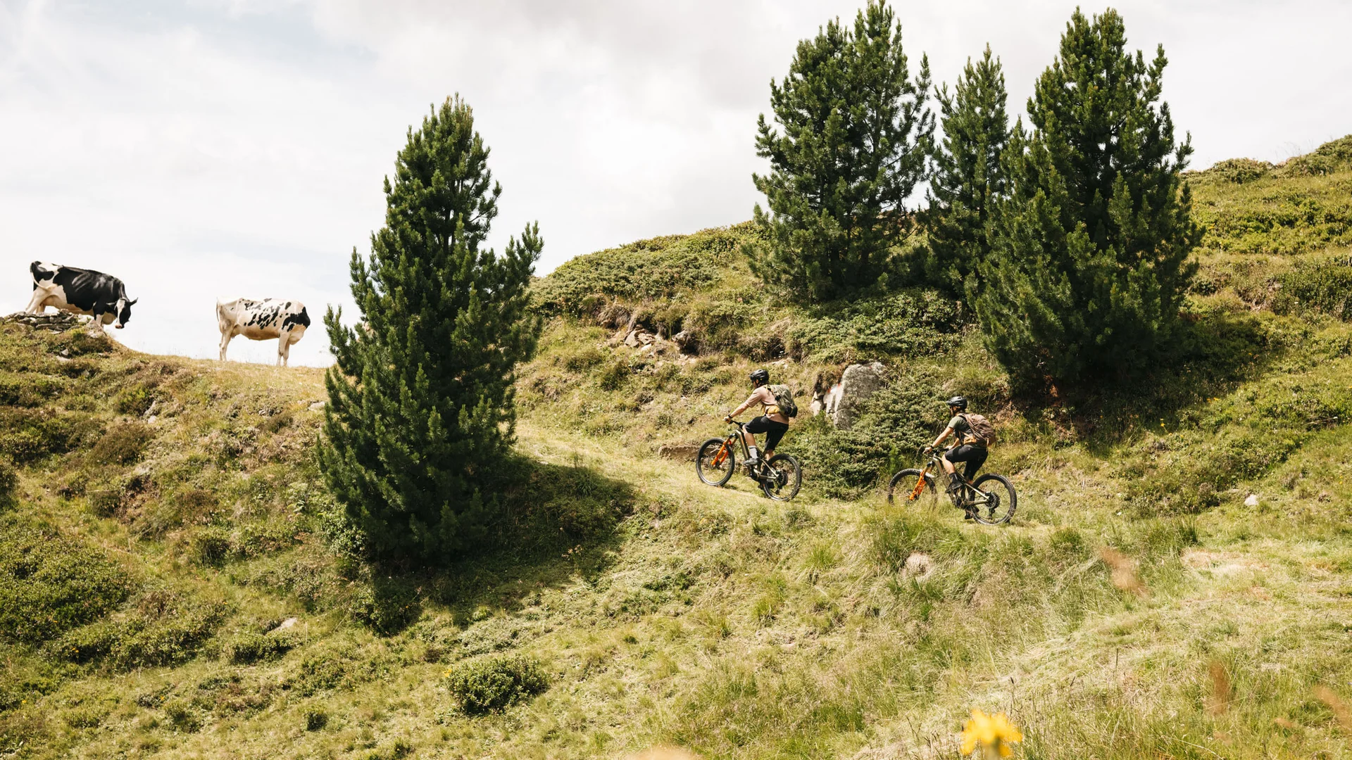 Mountain Bike Holidays © Martina Wunderle - Flo Distl Zwei Radfahrer fahren auf einem Weg in bergiger Landschaft mit Kühen