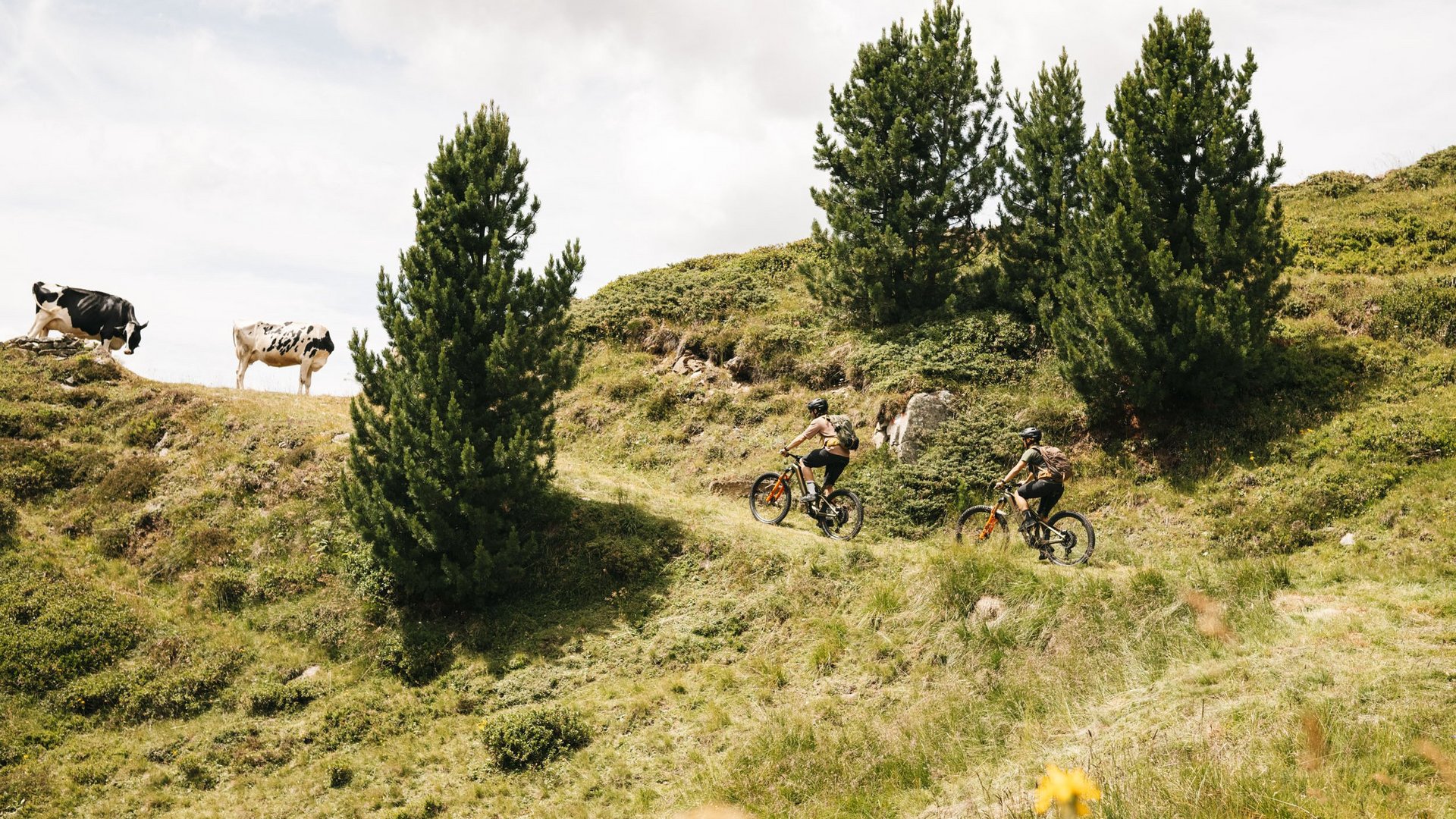 Mountain Bike Holidays © Martina Wunderle - Flo Distl Zwei Radfahrer fahren auf einem Weg in bergiger Landschaft mit Kühen